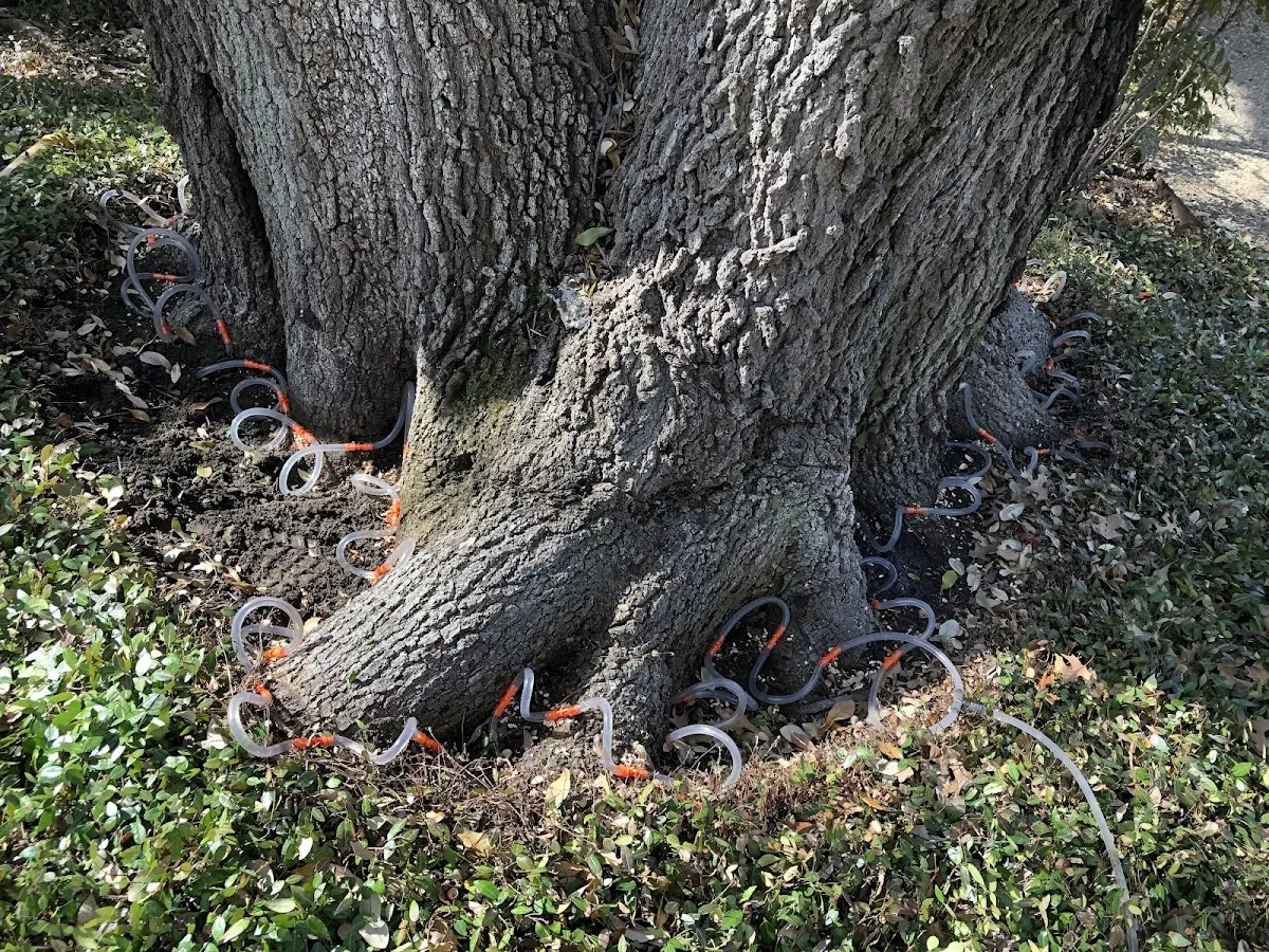 Detailed Tree Cabling and Bracing job site in Algonac